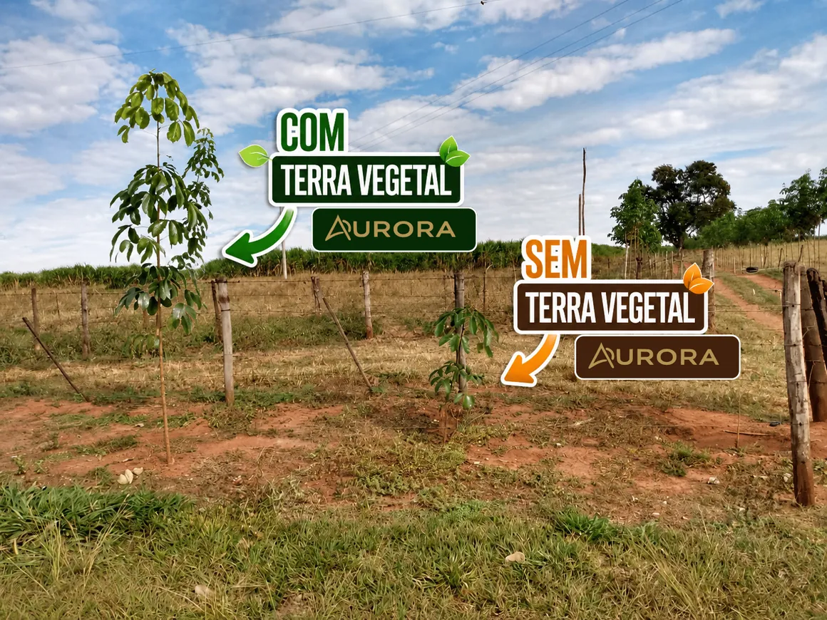 Comparação em campo: à esquerda, muda alta e vigorosa plantada com Terra Vegetal; à direita, muda pequena e frágil plantada sem Terra Vegetal