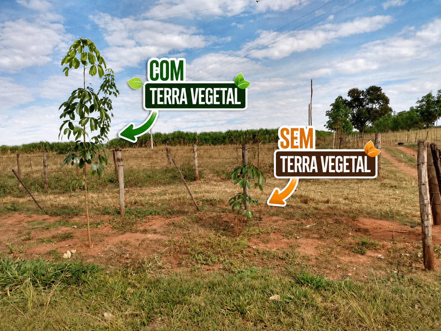 Comparação em campo: à esquerda, muda alta e vigorosa plantada com Terra Vegetal; à direita, muda pequena e frágil plantada sem Terra Vegetal