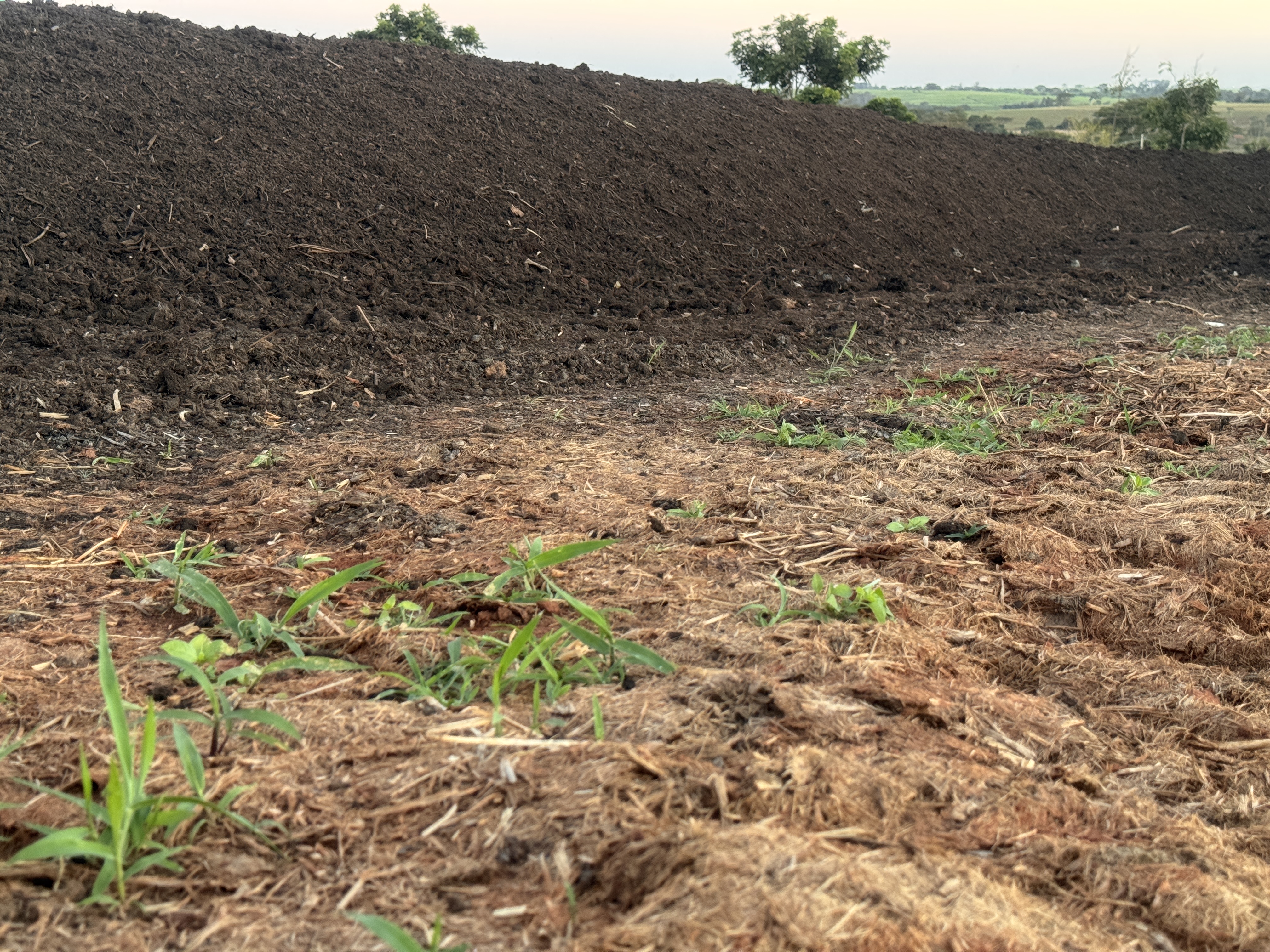 Produção da Terra Vegetal Aurora: leiras de composto orgânico em processo de compostagem